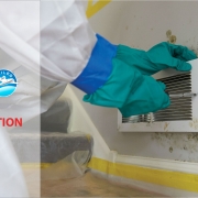 Mold Remediation