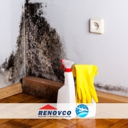 Get Rid Of Mold