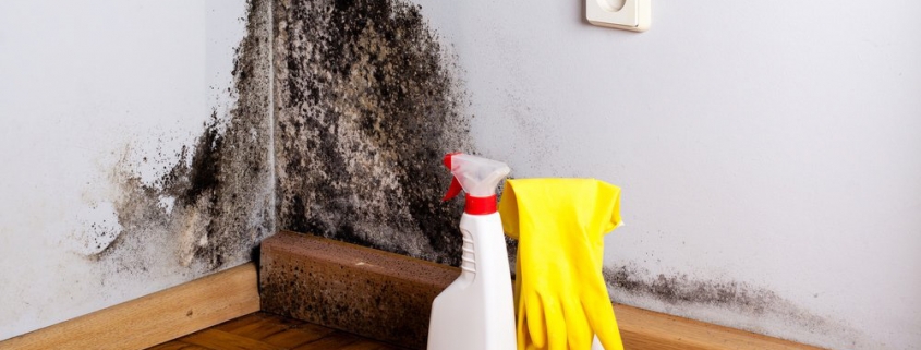 Get Rid Of Mold