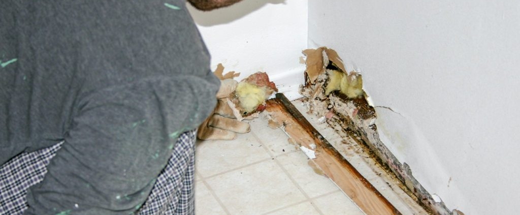 mold remediation