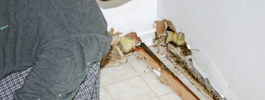 mold remediation