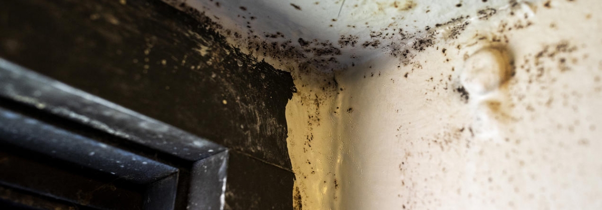 mold remediation