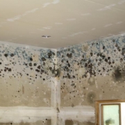 mold clean up