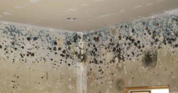 mold clean up