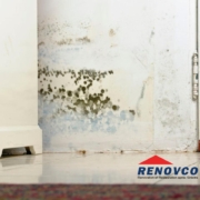 get rid of mold