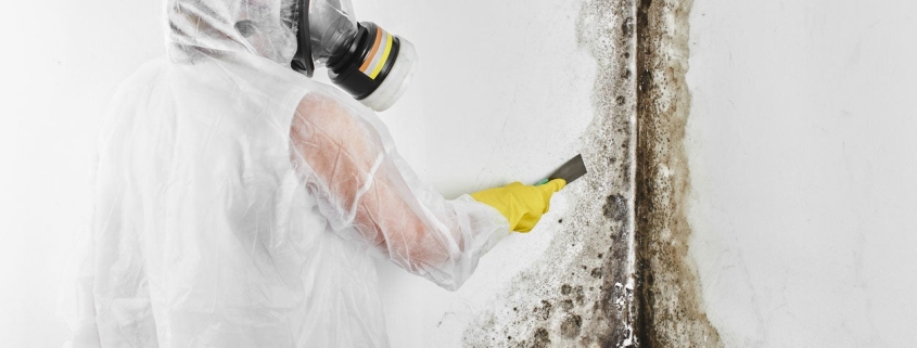 black mold removal