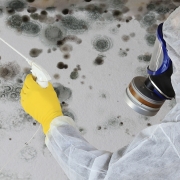 mold removal ottawa