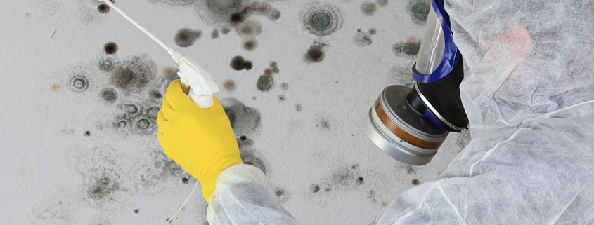 mold removal ottawa